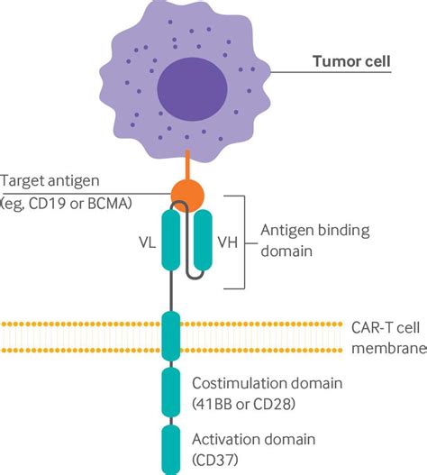 anti tocilizumab elisa kit|Chimeric antigen receptor–T cells with cytokine neutralizing capacity.